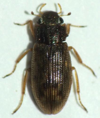 Helophorus sp.