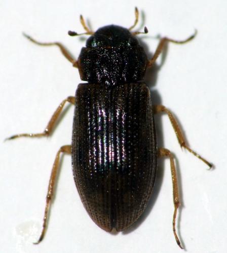 Réf. 138 857 : Helophorus obscurus
