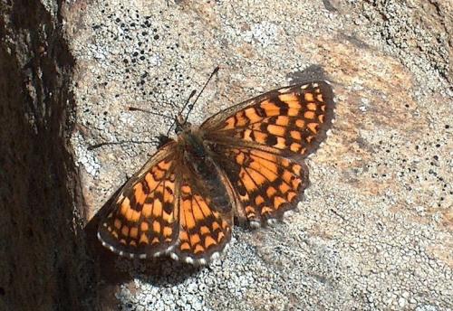 Melitaea athalia