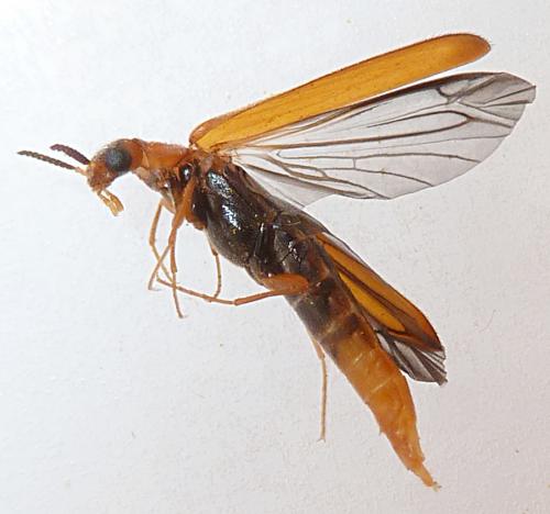 Elateroides dermestoides
