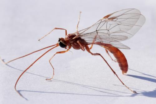 Ophion variegatus
