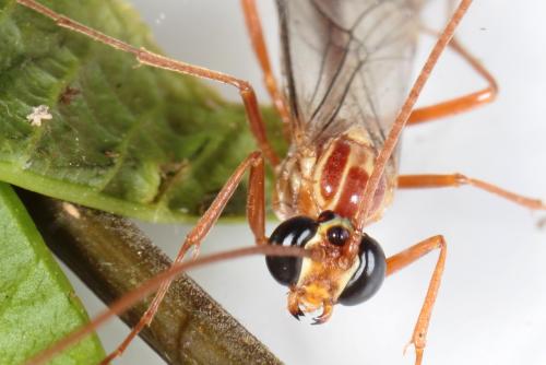 Ophion variegatus