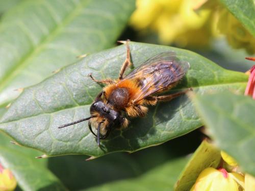 Andrena fulva