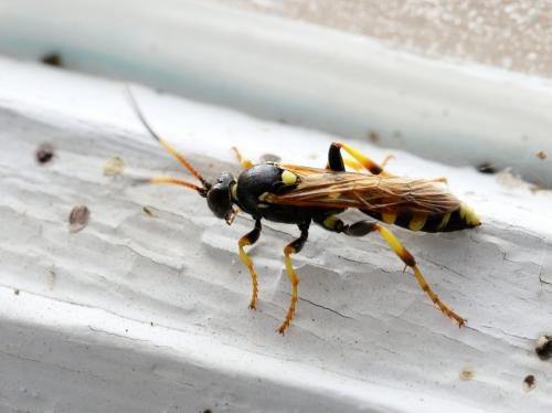 Réf. 138 740 : Ichneumon xanthorius