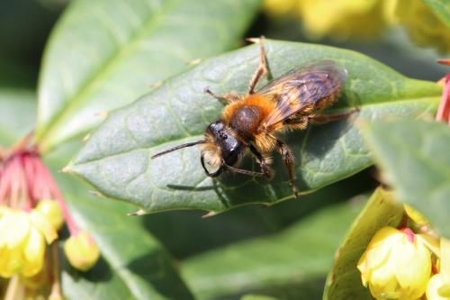 Réf. 138 671 : Andrena fulva