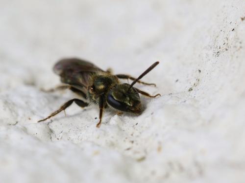 Lasioglossum sp.