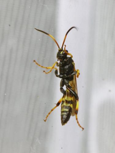Réf. 138 712 : Ichneumon xanthorius
