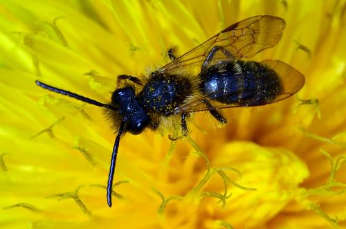 Andrena sp.