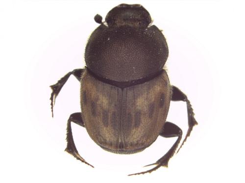 Onthophagus lemur