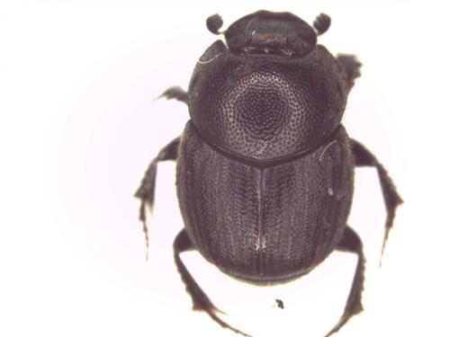 Onthophagus grossepunctatus