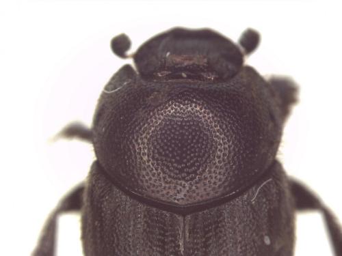 Réf. 138 441 : Onthophagus grossepunctatus