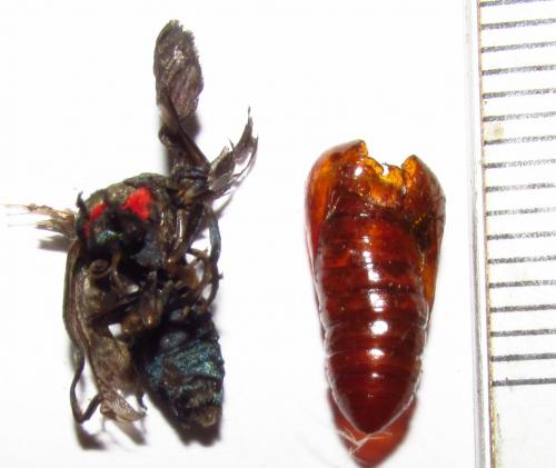 Arctiinae
