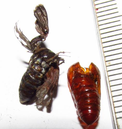 Arctiinae