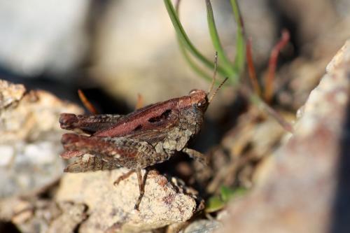 Réf. 138 454 : Tetrix undulata