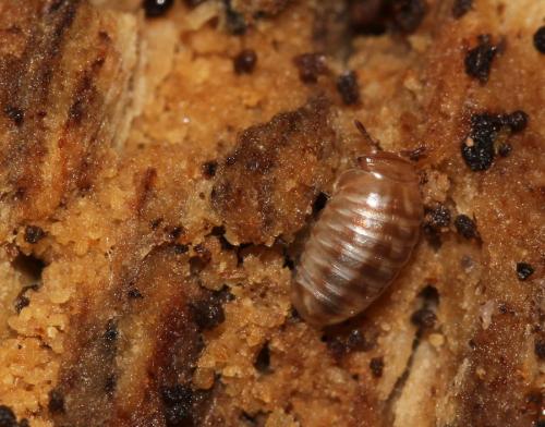 Réf. 138 866 : Glomeris marginata