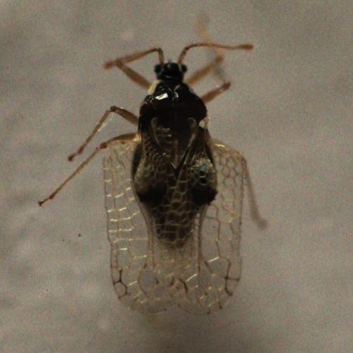 Corythucha ciliata