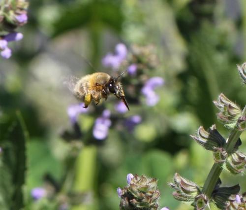 Réf. 138 192 : Anthophora plumipes
