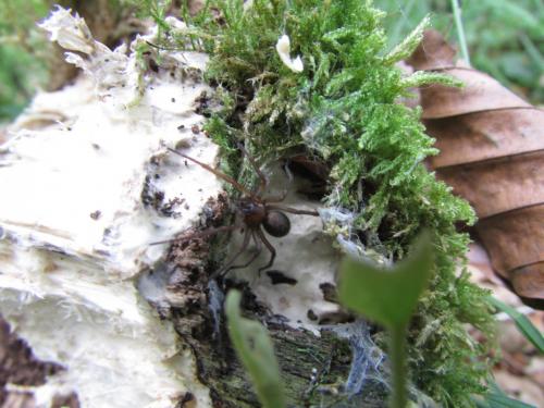 Tegenaria sp.