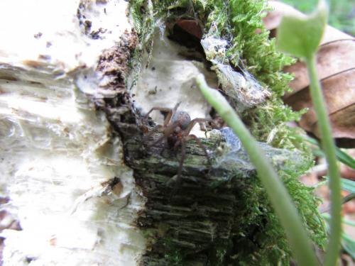Tegenaria sp.