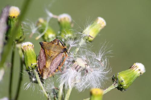 Carpocoris mediterraneus atlanticus