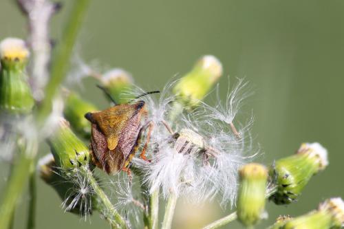 Carpocoris mediterraneus atlanticus
