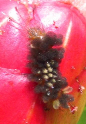 Arctiinae