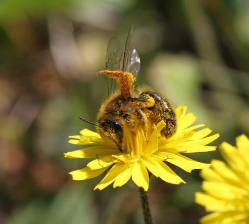 Andrena sp.