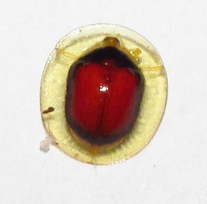Réf. 138 388 : Cassidinae inconnu