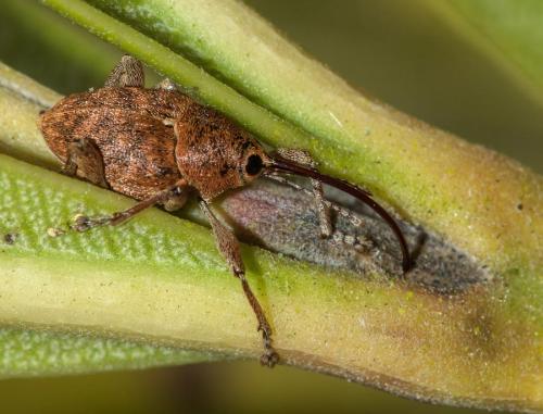 Réf. 138 163 : Curculio glandium