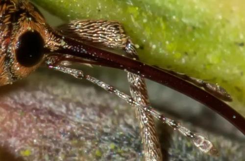 Curculio glandium