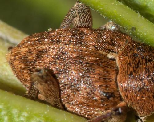 Curculio glandium
