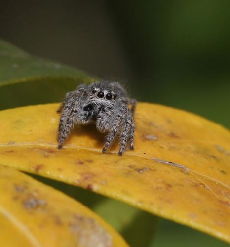 Réf. 138 811 : Philaeus chrysops