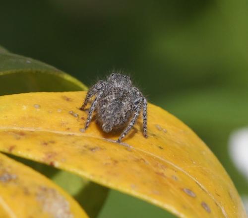 Philaeus chrysops