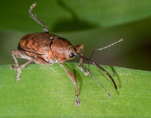Réf. 138 252 : Curculio glandium