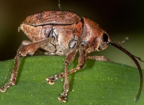 Curculio glandium