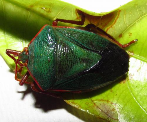 Réf. 138 662 : Edessa rufomarginata