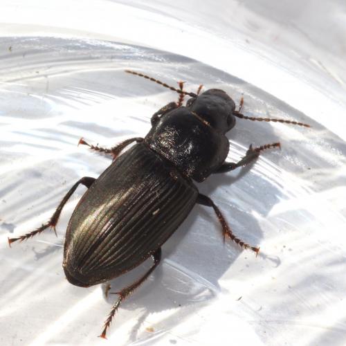 Anisodactylus signatus