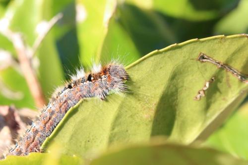 Lasiocampa quercus