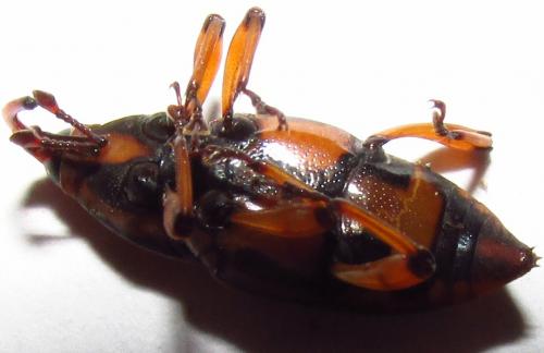 Metamasius hemipterus