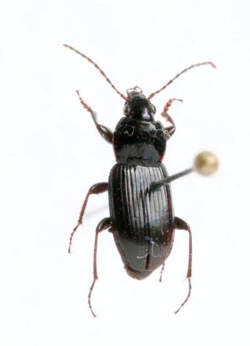 Réf. 138 205 : Pterostichus vernalis