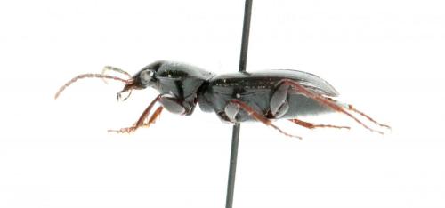 Réf. 138 206 : Pterostichus vernalis