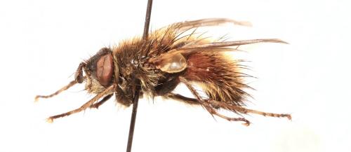 Réf. 138 937 : Tachina sp.