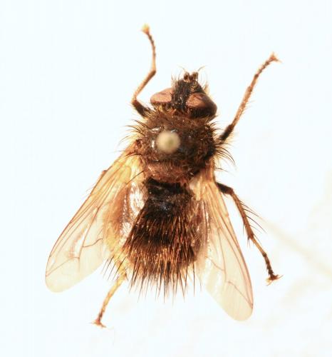 Réf. 138 936 : Tachina sp.