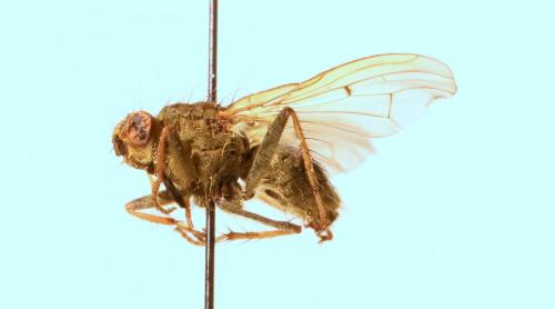Scathophaga stercoraria