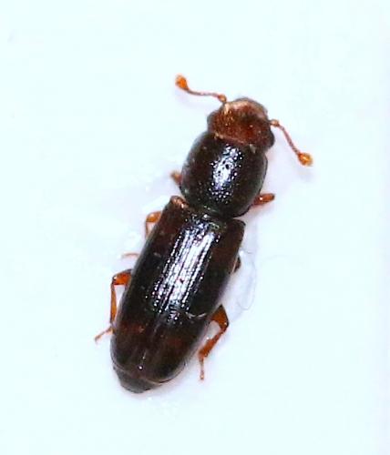 Rhizophagus sp.
