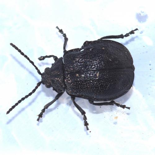 Galeruca luctuosa