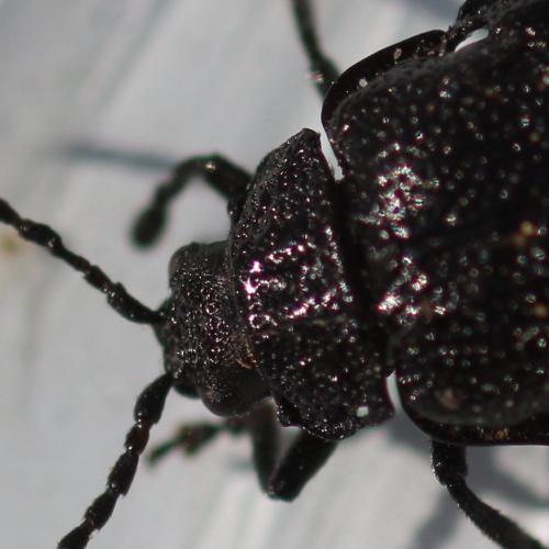 Réf. 138 374 : Galeruca luctuosa