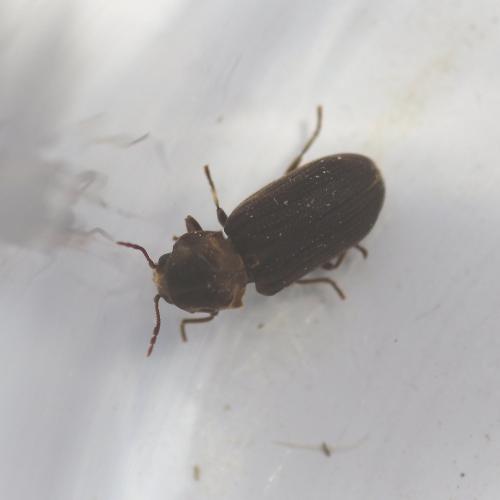 Réf. 138 462 : Hadrobregmus sp.