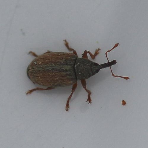 Acalyptus sp.