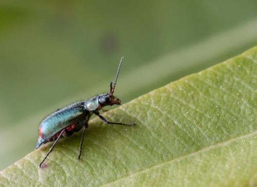 Malachius bipustulatus